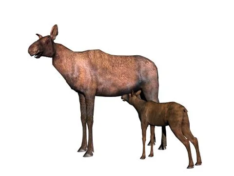Big moose with mighty antlers Stock Illustration