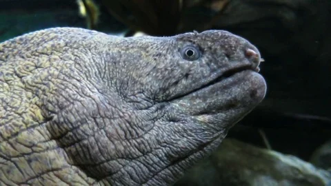 Big moray eel fish face Stock Footage 70604271
