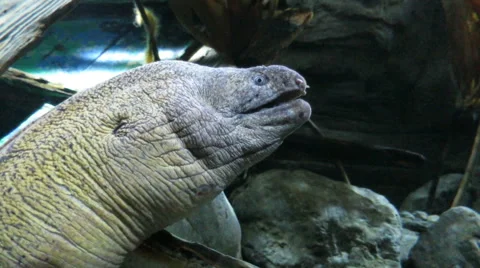 Big moray eel fish Stock Footage 64797494