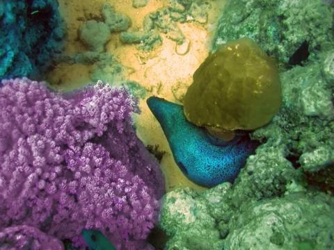 Big moray eel.Indian ocean. Stock Photos
