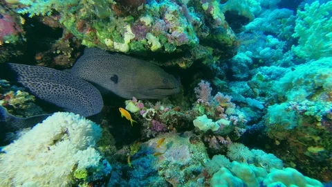 Big moray eels sitting under a stone, a school of orange fish swims next. - Stock Footage 111877233