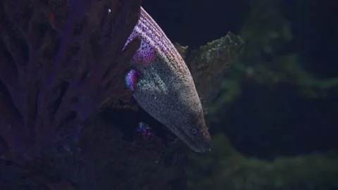 Big moray in the sea close up Stock Footage 155664998