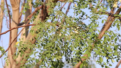 Moringa Oleifera Flower Stock Footage ~ Royalty Free Stock Videos | Pond5