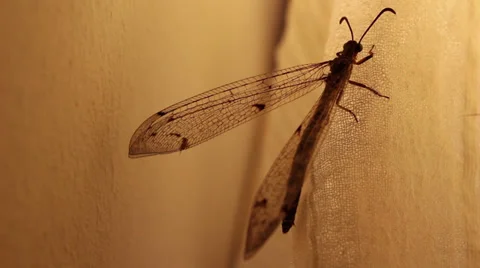 Big mosquito Video stock 30917739