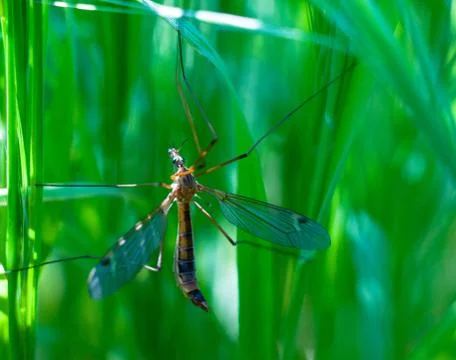 Big mosquito on a green background Stock Photos