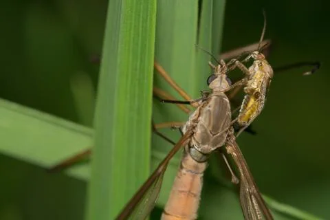 Big mosquito Foto stock