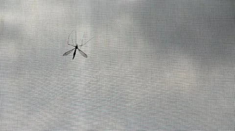 Big mosquito on the window grid Stock-Footage 11138073