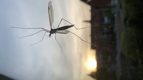 Big mosquito on the windows. Stock Footage 128750899