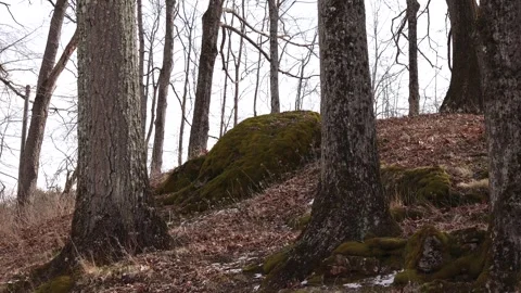 Big moss covered boulder Stock Footage 270095514