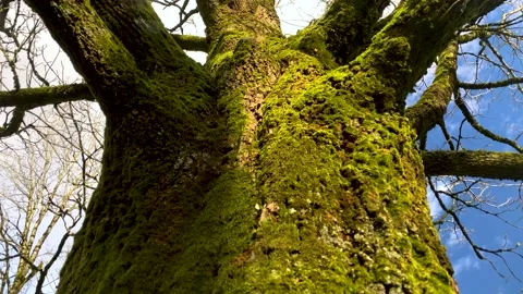A Big Mossy Tree Trunk Stock Footage 148181882