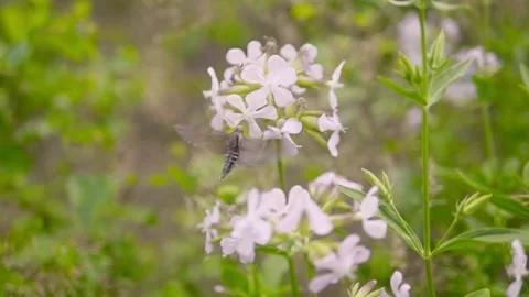Big Moth Insect Flying Around a Flower Stock Footage 140582023