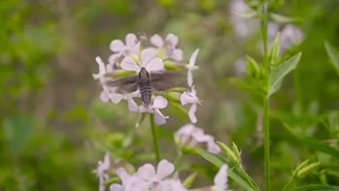 Big Moth Insect Flying Around a Flower Stock Footage 140602741