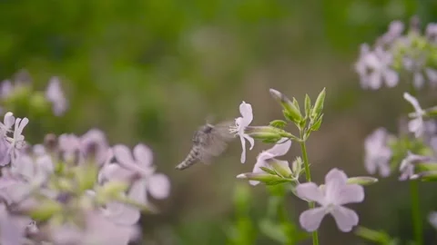 Big Moth Insect Flying Around a Flower Stock Footage 140603891