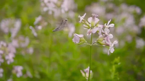 Big Moth Insect Flying Around a Flower Stock Footage 140605029