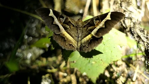 Big moth in Madagascar by night 4K Stock Footage 107336277