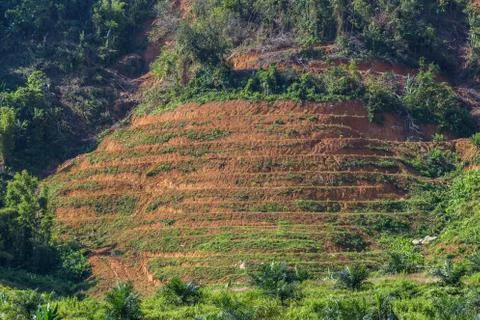 Big mountain area is cut of tree for grow oil palm plantations, Deforestation Stock Photos