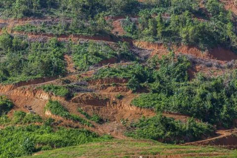 Big mountain area is cut of tree for grow oil palm plantations, Deforestation Stock Photos