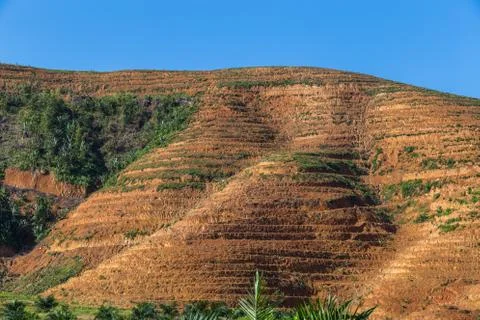 Big mountain area is cut of tree for grow oil palm plantations, Deforestation Stock Photos