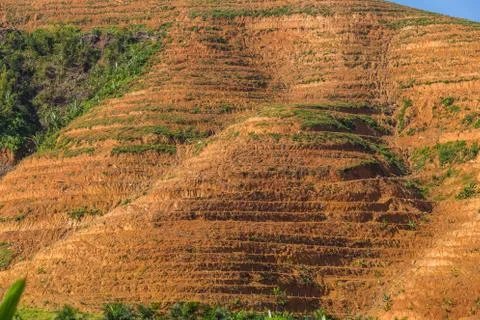Big mountain area is cut of tree for grow oil palm plantations, Deforestation Stock Photos