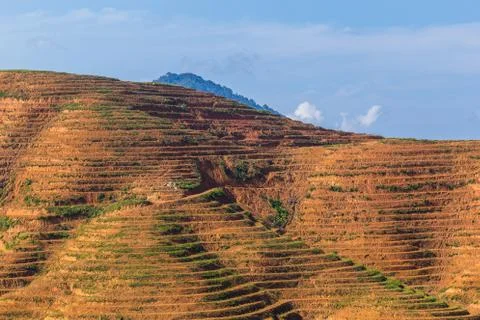 Big mountain area is cut of tree for grow oil palm plantations, Deforestation Stock Photos
