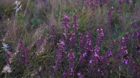 The big mountain bee flying around the purple flowers Stock Footage 185003765