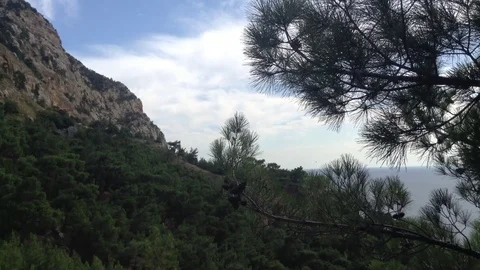 Big Mountain , pine tree with cones , sea &amp; sky with clouds at cape Aya Crimea Stock Footage 119307891