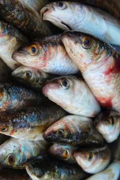 Big mugil cephalus grey mullet fish arranged in ice for sale in indian fish m Stock Photos