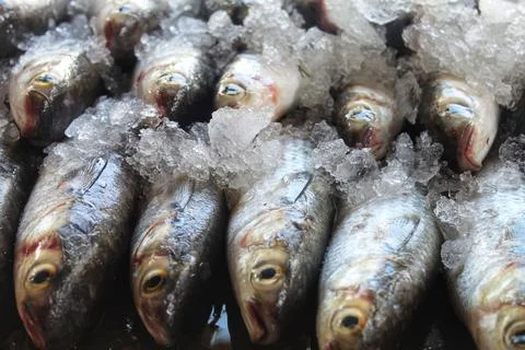 Big mugil cephalus grey mullet fish arranged in ice for sale in indian fish m Stock Photos