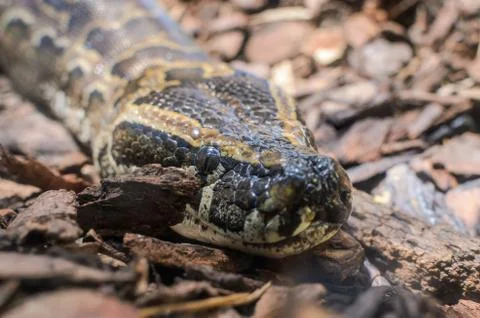 Big multi-colored python snake crawling on the ground Stock Photos
