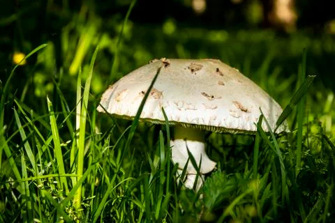 A big mushroom between some grass leaves Stock-Fotos