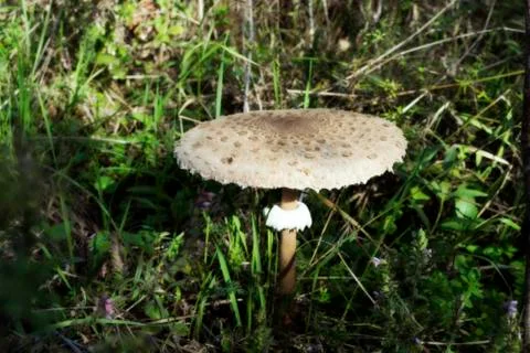 Big mushroom in deep wild forest Stock Photos