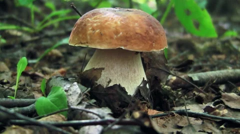 Big mushroom Stock Footage 67296062