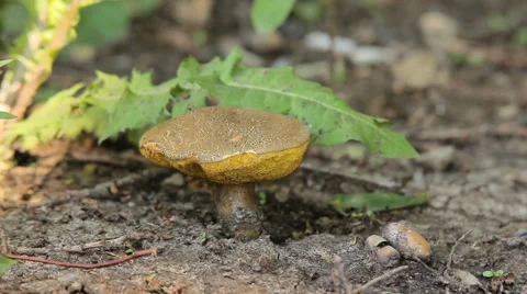 Big Mushroom in the Forest 2 Stock Footage 64264880