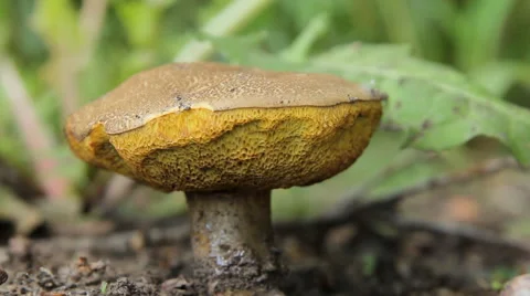 Big Mushroom in the Forest 3 Stock Footage 64264867