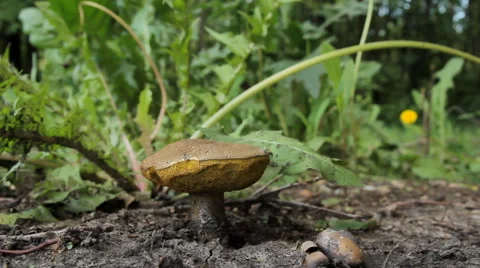 Big Mushroom in the Forest 4 Stock Footage 64265278