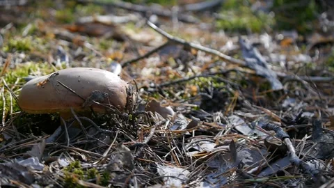Big mushroom in the forest. Camera slide from left to right. Autumn weather 스톡 동영상 104662034