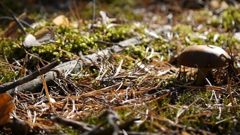 Big mushroom in the forest. Camera slide from right to left . Autumn weather 스톡 동영상 104662048