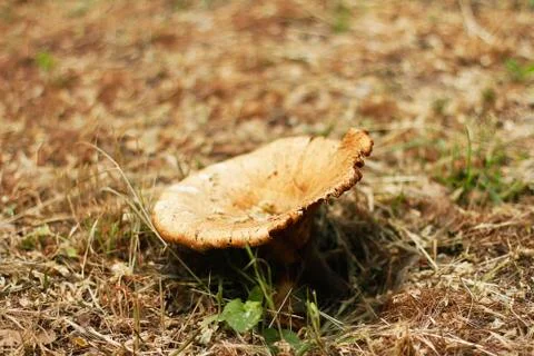 Big mushroom in forest   Stock Photos