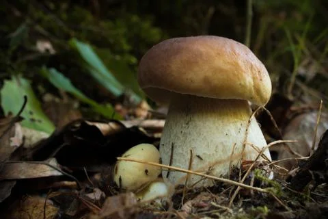 Big Mushroom In The Forest. Stock Photos