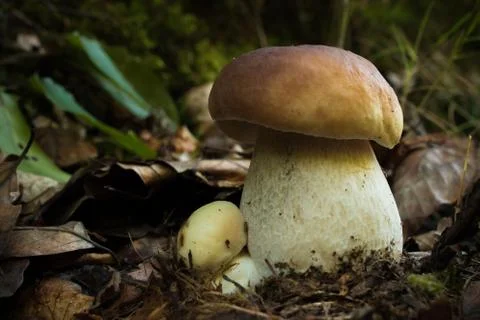 Big Mushroom In The Forest. Stock Photos