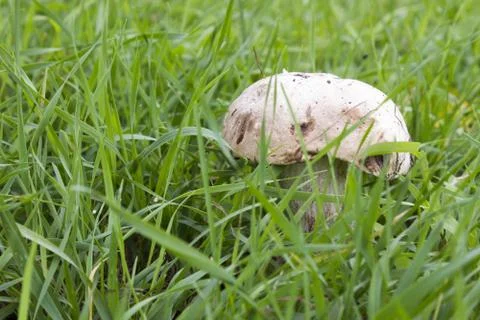 Big mushroom in the grass Stock Photos
