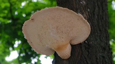 Big mushroom - a parasite on a tree trunk, close-up Stock-Footage 131449537