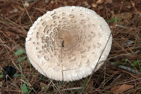 Big mushroom Stock Photos