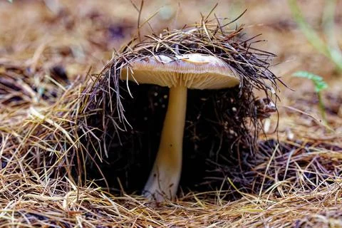 Big mushroom. Stock Photos