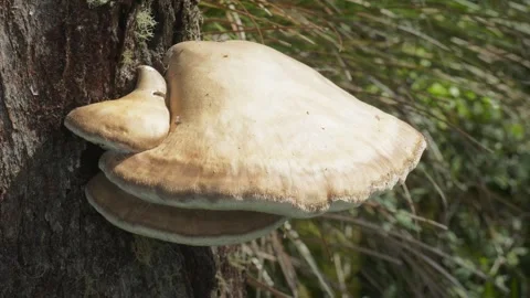 Big mushroom on tree Stock Footage 297717357