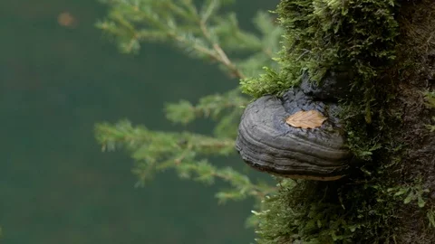 Big mushroom on the tree with moss Video stock 81438656