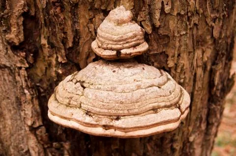 Big mushroom on a tree Stock Photos