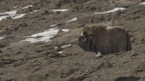Big Muskox in Pituffik Stock Footage 219500783
