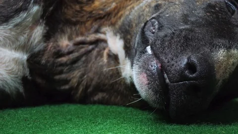 The big muzzle of the bull terrier Stock-Footage 123274518