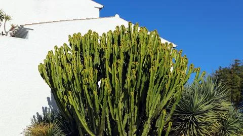 Big Myrtillocactus thrives under the bright sun in Alicante, Spain with vib.. 写真素材